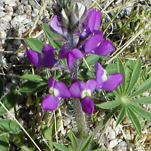 Lupinus arizonicus unspecified picture