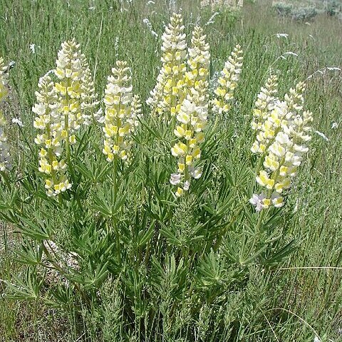 Lupinus arbustus unspecified picture