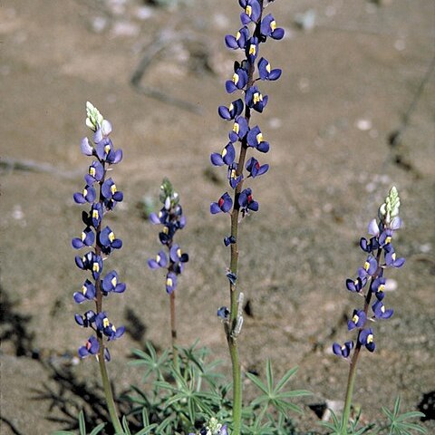 Lupinus havardii unspecified picture