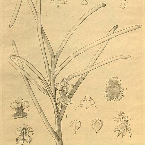 Luisia amesiana unspecified picture