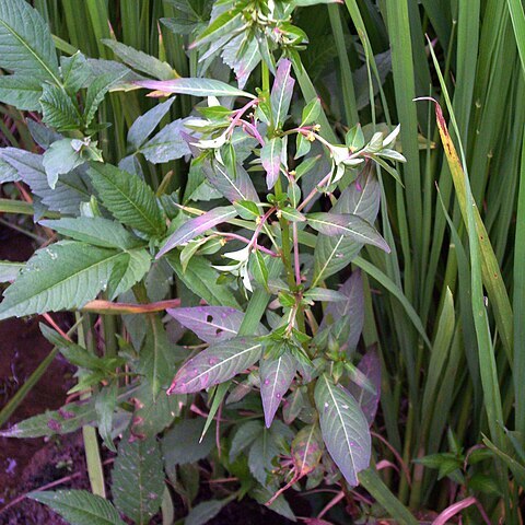 Ludwigia prostrata unspecified picture