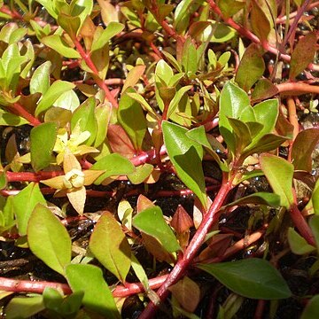 Ludwigia repens unspecified picture