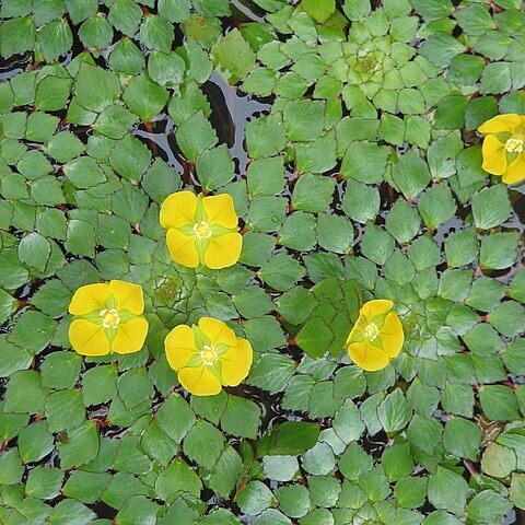 Ludwigia sedioides unspecified picture