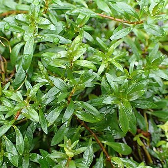 Ludwigia brevipes unspecified picture