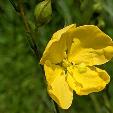 Ludwigia virgata unspecified picture