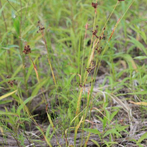 Luzula rufescens unspecified picture