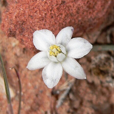 Muilla coronata unspecified picture