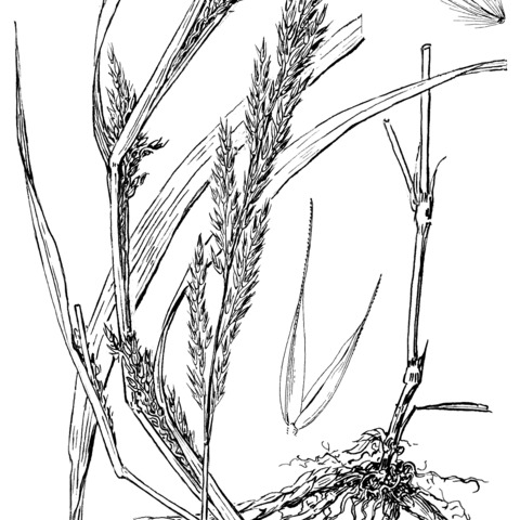 Muhlenbergia frondosa unspecified picture