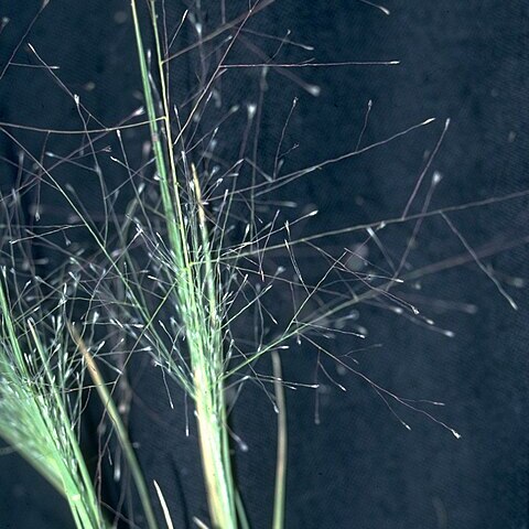 Muhlenbergia asperifolia unspecified picture