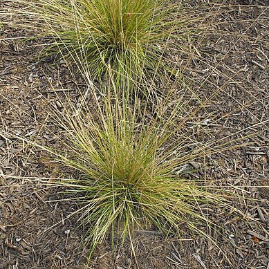 Muhlenbergia dubia unspecified picture