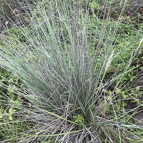 Muhlenbergia lindheimeri unspecified picture