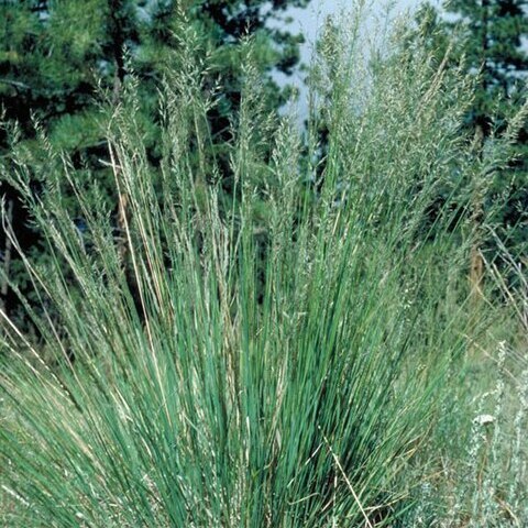 Muhlenbergia montana unspecified picture