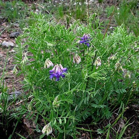 Vicia multicaulis unspecified picture