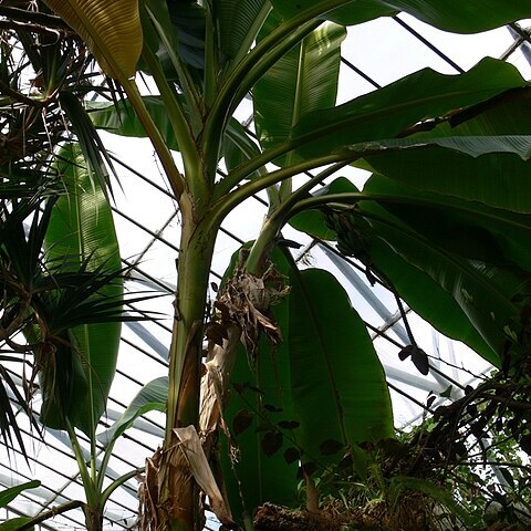 Musa sikkimensis unspecified picture