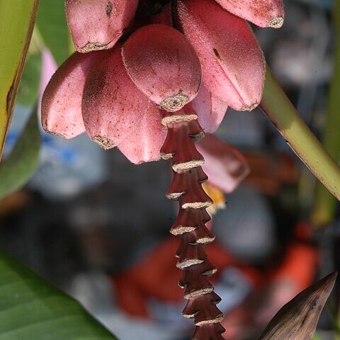 Musa ornata unspecified picture