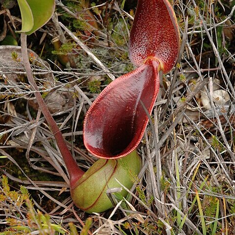 Nepenthes lowii unspecified picture