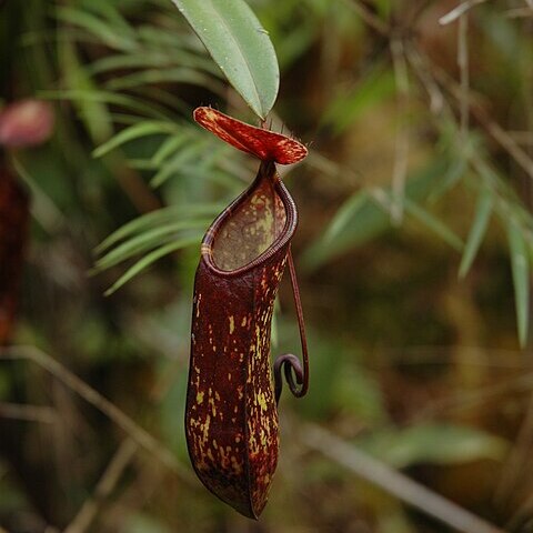 Nepenthes muluensis unspecified picture