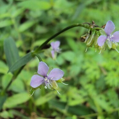 Murdannia loriformis unspecified picture