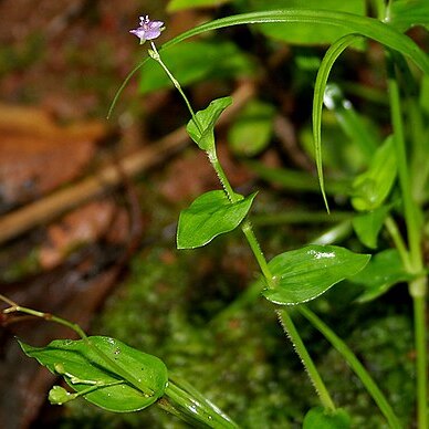 Murdannia spirata unspecified picture