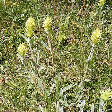 Sideritis unspecified picture