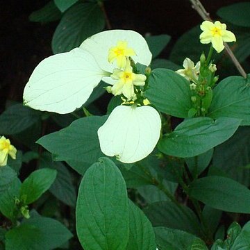 Mussaenda incana unspecified picture