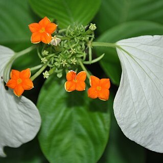 Mussaenda villosa unspecified picture