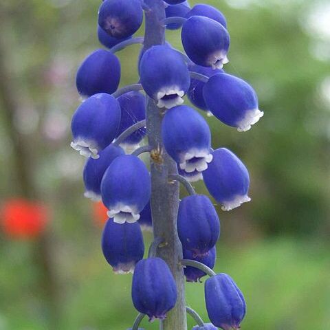 Muscari racemosum unspecified picture