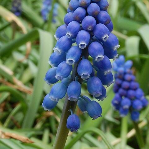 Muscari unspecified picture