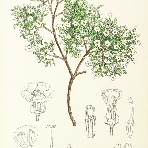 Frankenia portulacifolia unspecified picture