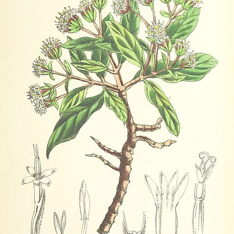 Petrobium unspecified picture