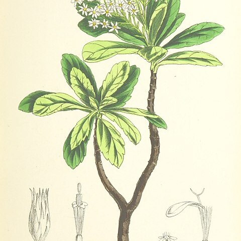 Commidendrum spurium unspecified picture