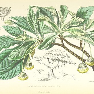 Commidendrum robustum unspecified picture