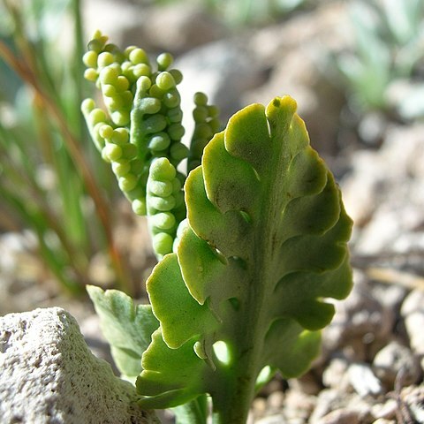 Botrychium pumicola unspecified picture