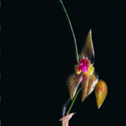 Lepanthes excedens unspecified picture