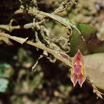 Lepanthes monoptera unspecified picture