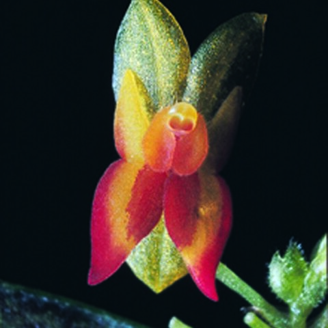 Lepanthes scopula unspecified picture