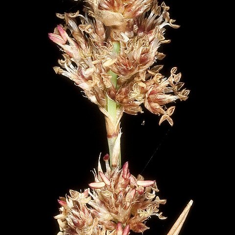 Lepyrodia glauca unspecified picture