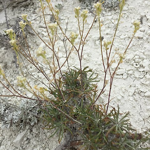 Lepidium meyeri unspecified picture