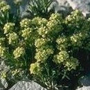 Lepidium barnebyanum unspecified picture