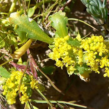 Lepidium unspecified picture