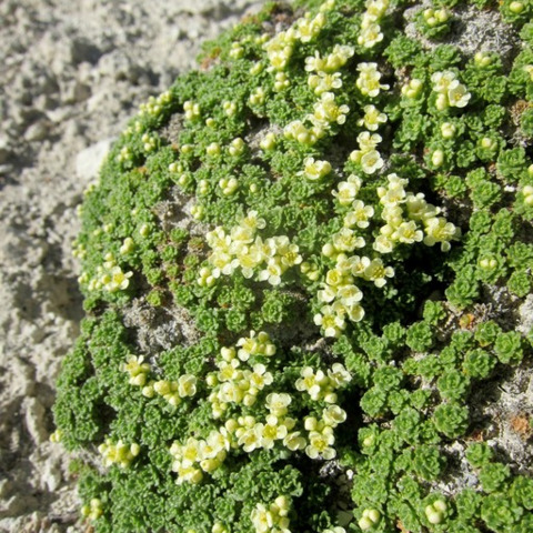 Lepidium nanum unspecified picture