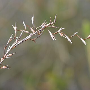 Lepidosperma filiforme unspecified picture