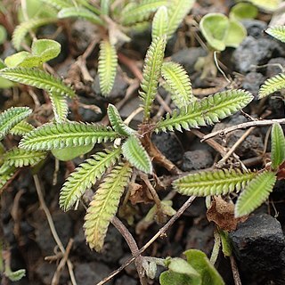 Leptinella pusilla unspecified picture