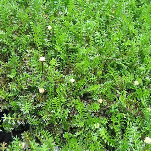 Leptinella squalida subsp. squalida unspecified picture