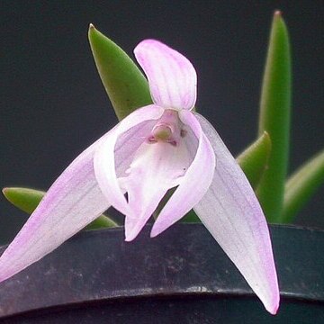 Leptotes unicolor unspecified picture