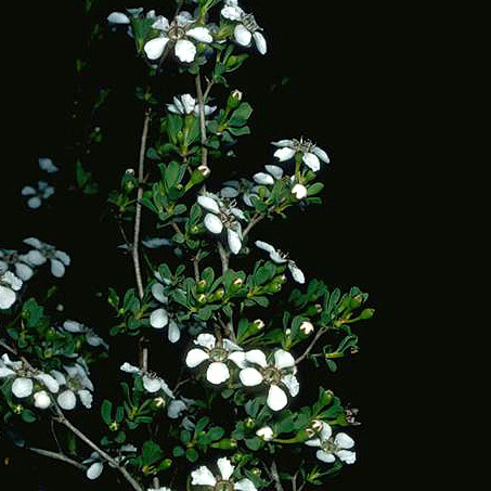 Leptospermum nitens unspecified picture