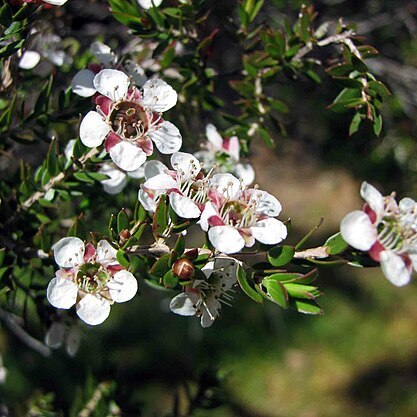 Leptospermum novae-angliae unspecified picture