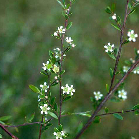 Leptospermum purpurascens unspecified picture