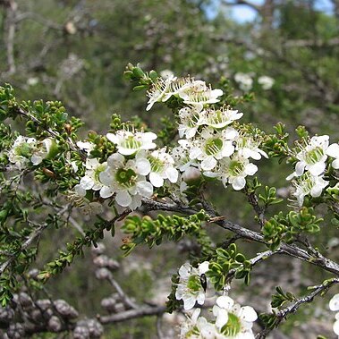 Leptospermum liversidgei unspecified picture