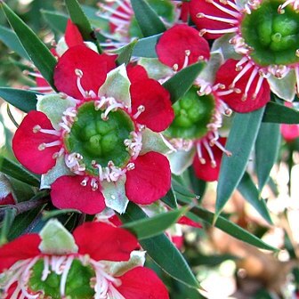 Leptospermum spectabile unspecified picture